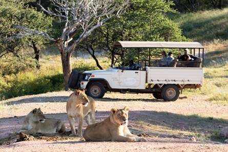 Mount Etjo Game Drive Activity