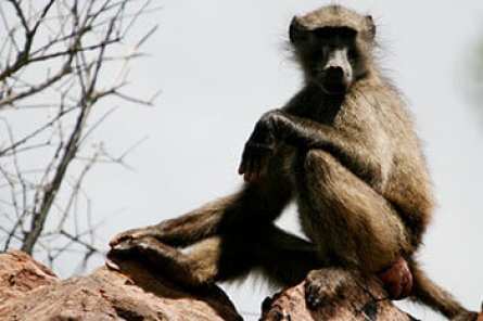 Baboon (Chacma Baboon)