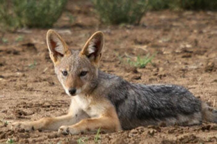 Black-Backed Jackal