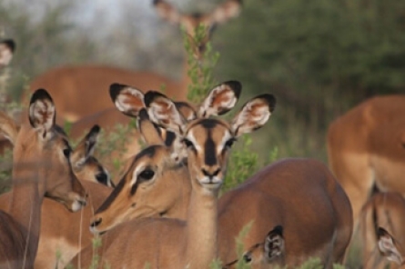 Impala