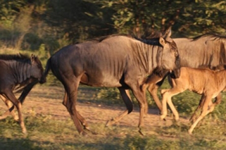 Wildebeest