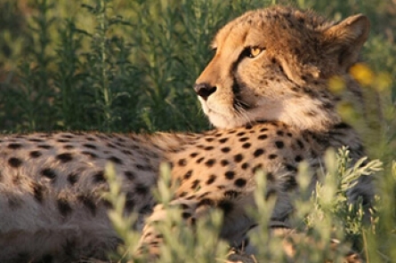 Cheetah