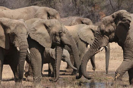 African Elephant