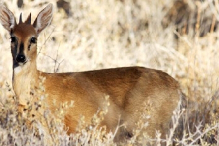 Common Duiker