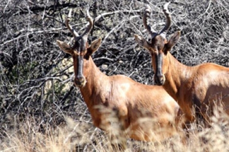 Red Hartebeest