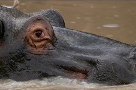 Hippopotamus