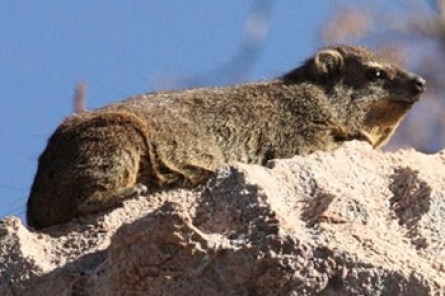 Rock Dassie (Hyrax)