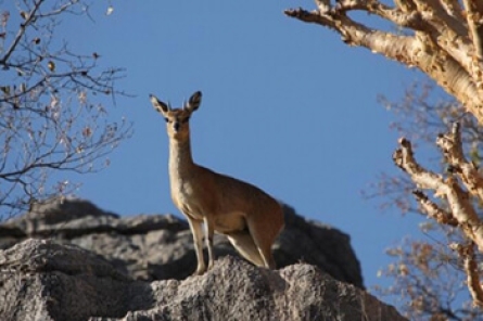 Klipspringer