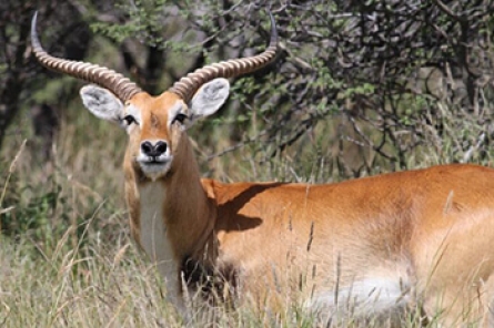 Red Lechwe