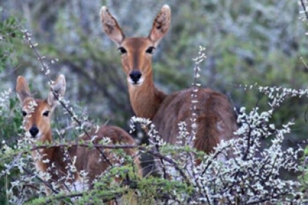 Mountain Reedbuck