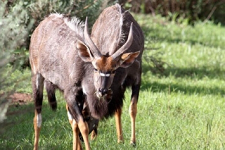 Nyala