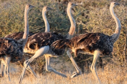 Ostrich