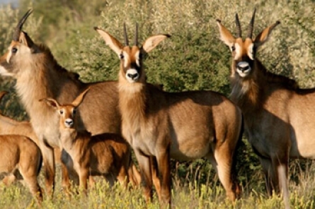 Roan Antelope