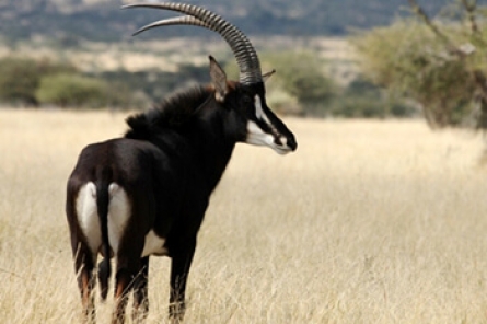 Sable Antelope