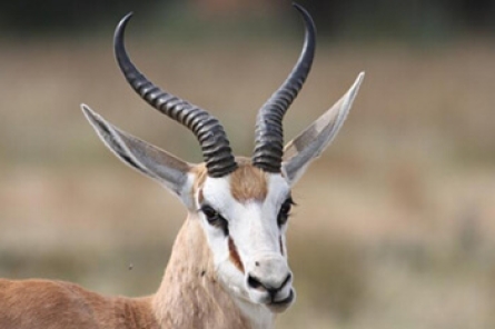 Kalahari Springbuck