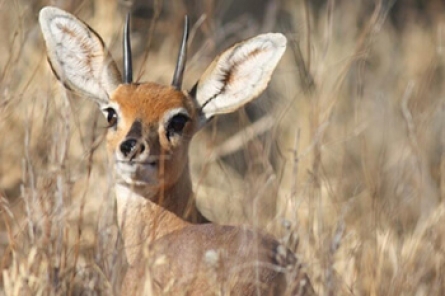 Steenbuck