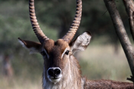 Common Waterbuck