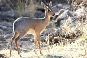 Damaraland Dik Dik