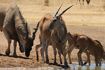 Eland